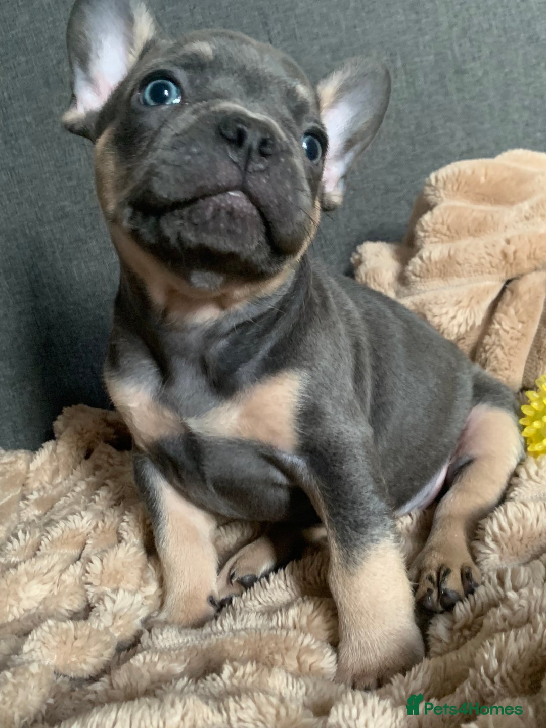 French Bulldog dogs for sale: Adorable 7 week old frenchie puppies - Image 14