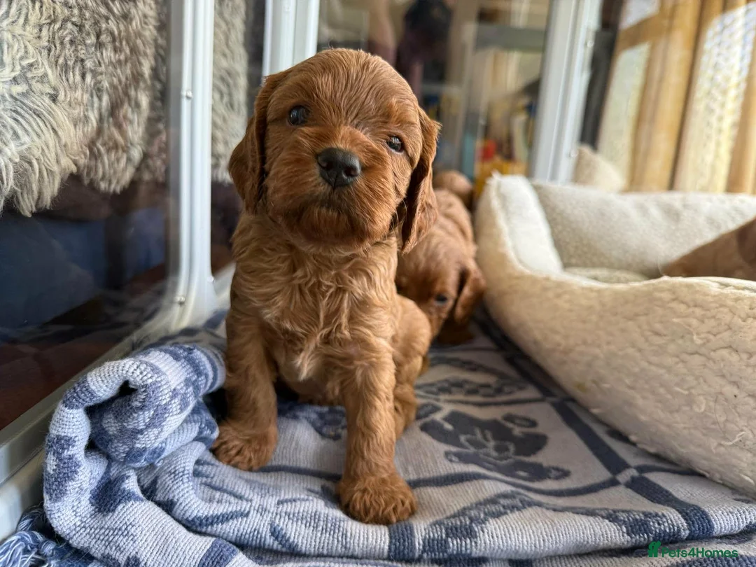 Cavapoo dogs for sale: Adorable F1 Cavapoo puppies in Maidstone - Advert 1