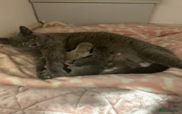British Shorthair cats for sale: British blue shorthair kittens  - Image 8
