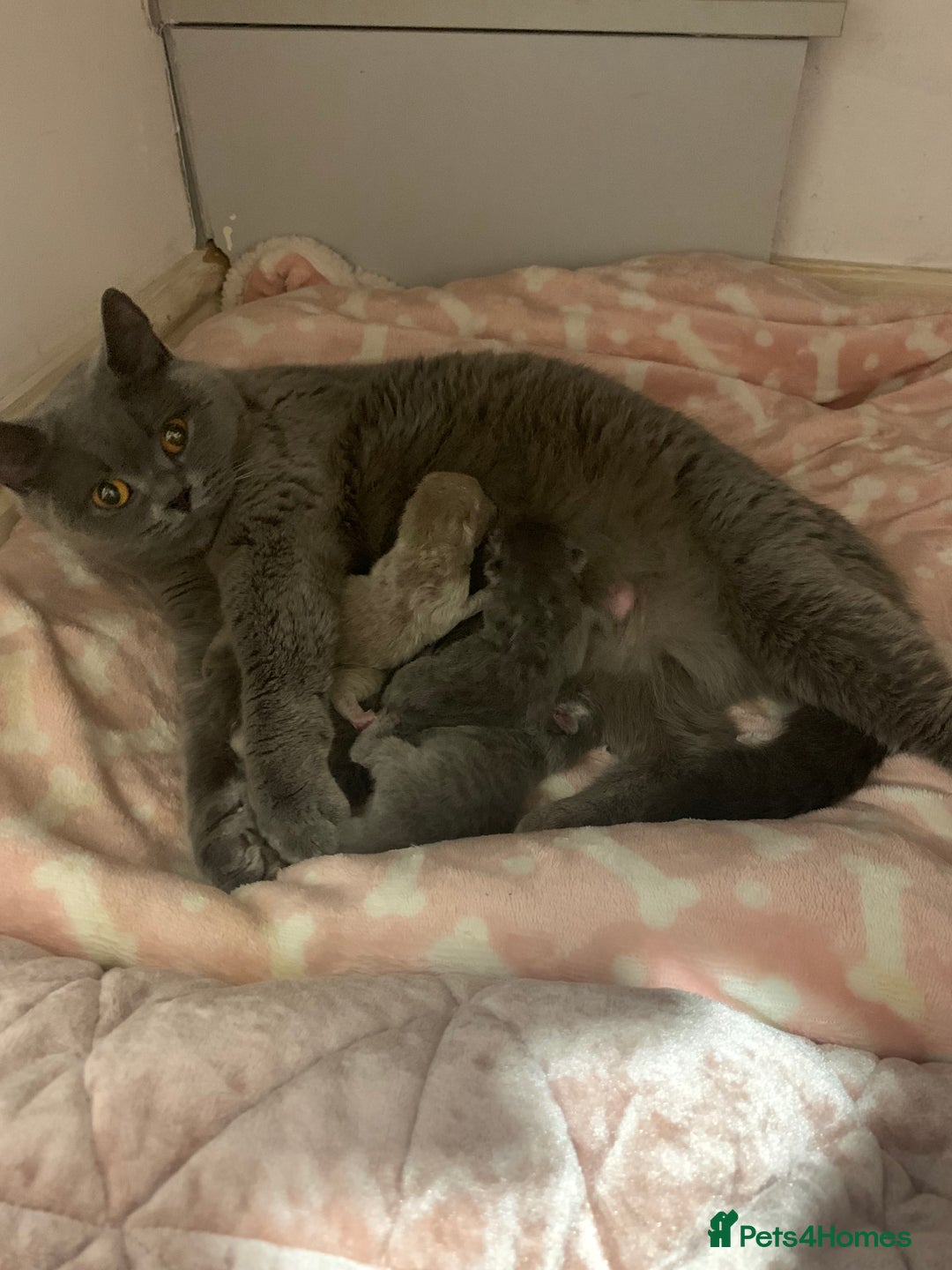 British Shorthair cats for sale: British blue shorthair kittens  - Image 8