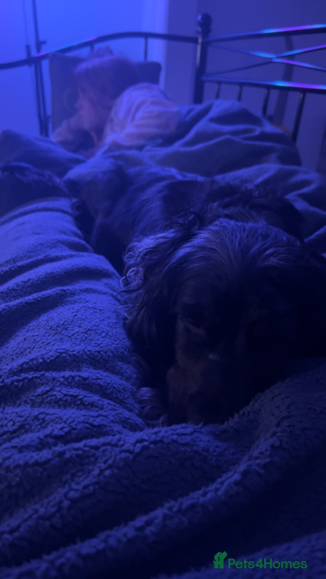 Cocker Spaniel dogs for sale: 2 year old female cocker spaniel  - Advert 3