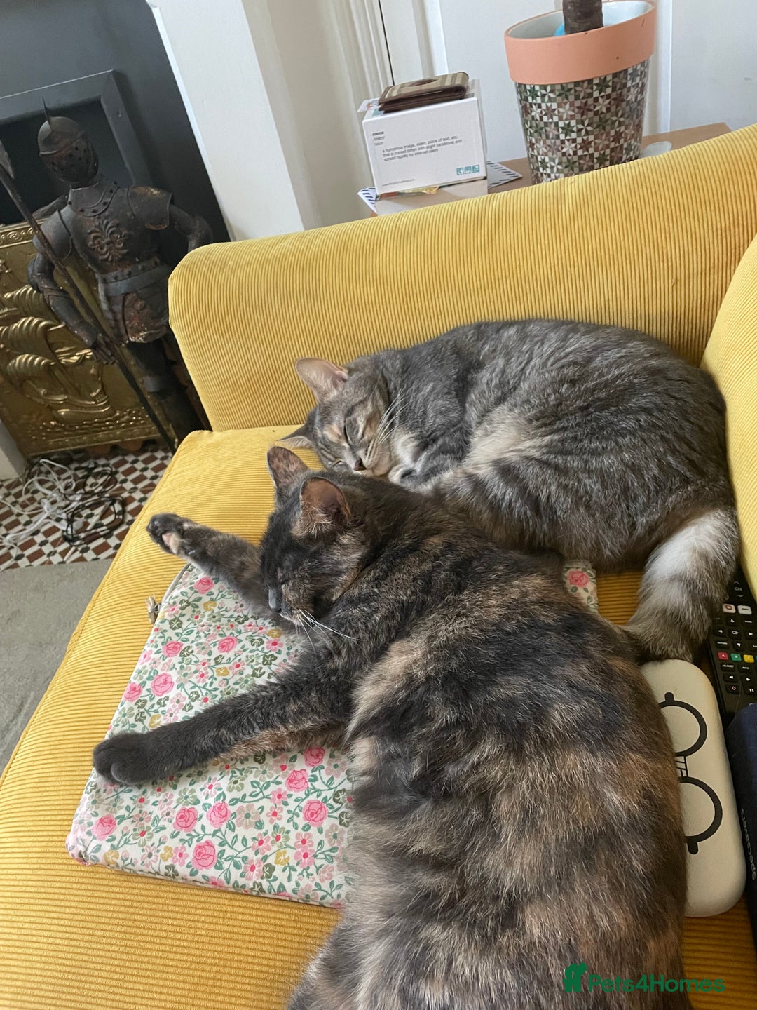 Mixed Breed cats for sale: Adorable female cats Looking for a Forever Home ! - Advert 17