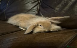 Lionhead rabbits for sale: Beautiful Lion head buck male  - Image 5