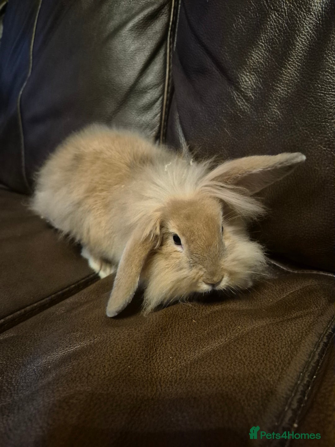 Lionhead rabbits for sale: Beautiful Lion head buck male  - Image 5