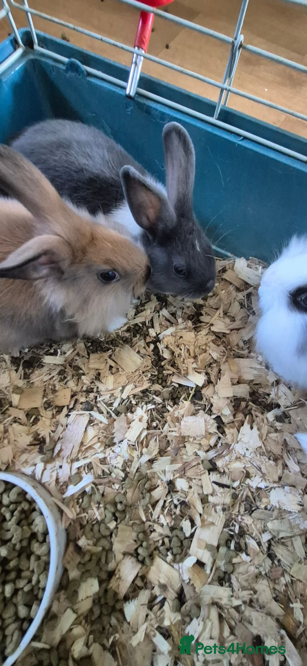 Mixed Breed rabbits for sale: Lion head cross rabbits - Advert 2