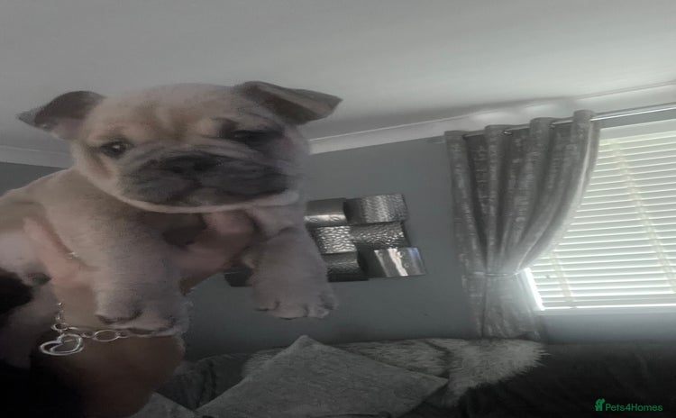 Mixed Breed dogs Beautiful freelance bulldogs only three left  - Advert 2