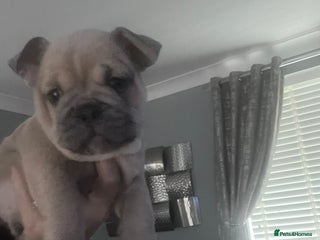 Mixed Breed dogs Beautiful freelance bulldogs only three left - Advert 18