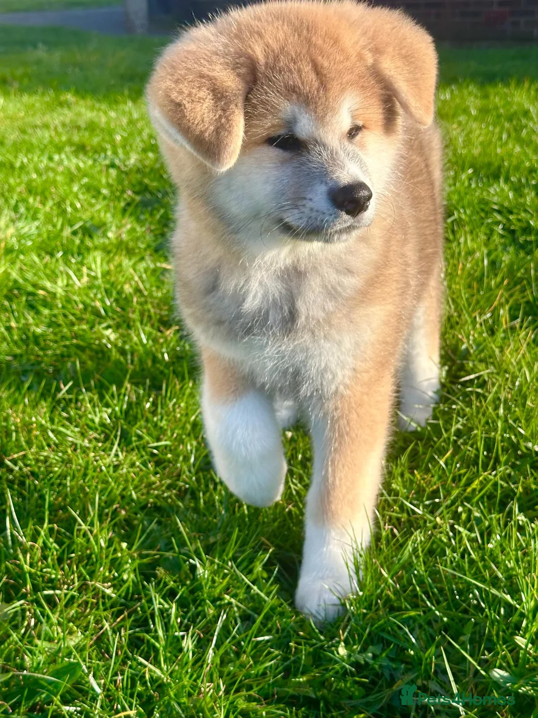 Japanese Akita Inu dogs for sale: Red Fawn Japanese Akita Inu Puppies–Ready to Leave - Advert 1