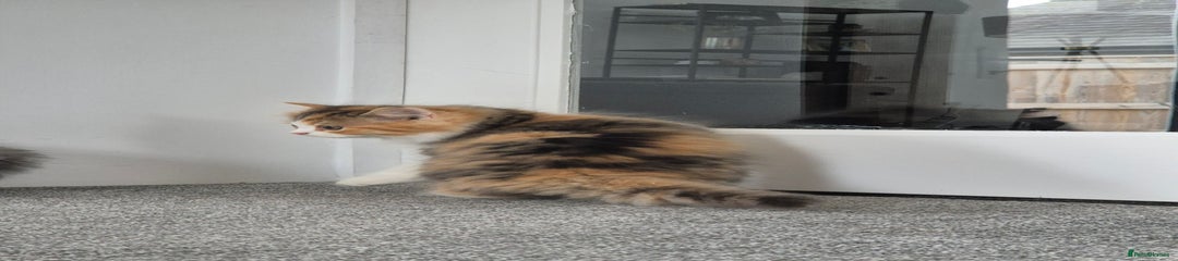 Persian Kitten 5