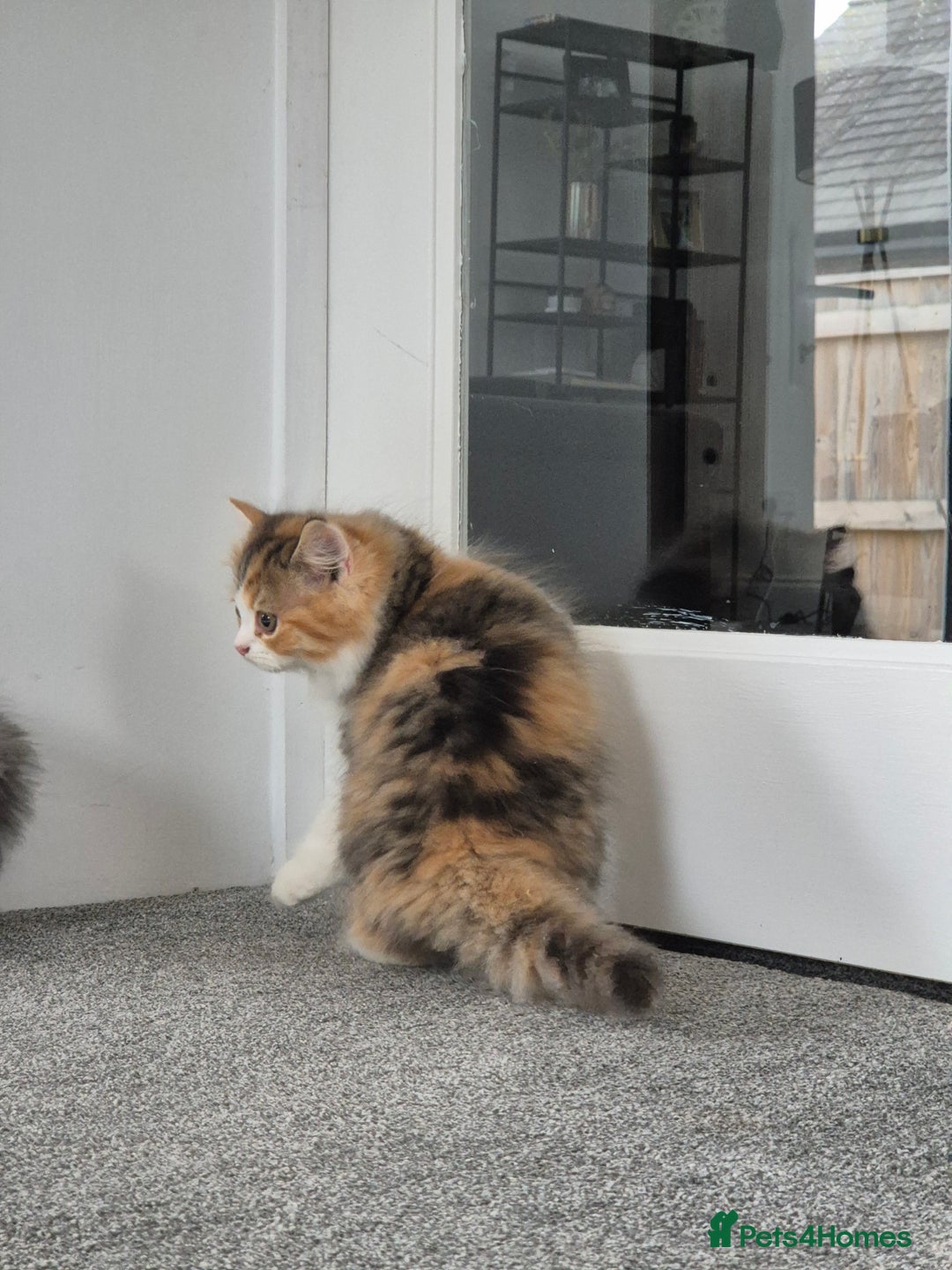 Persian cats for sale: 5 long haired kittens for sale - Image 6