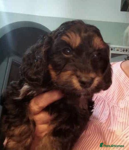 Cockapoo dogs 1 Stunning F1 Male Cockapoo Available Now  - Advert 1