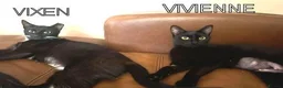 Mixed Breed cats for adoption: VIVIEN - Advert 3