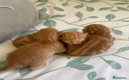 American Shorthair cats for sale: 4 male kittens for sale! - Image 2