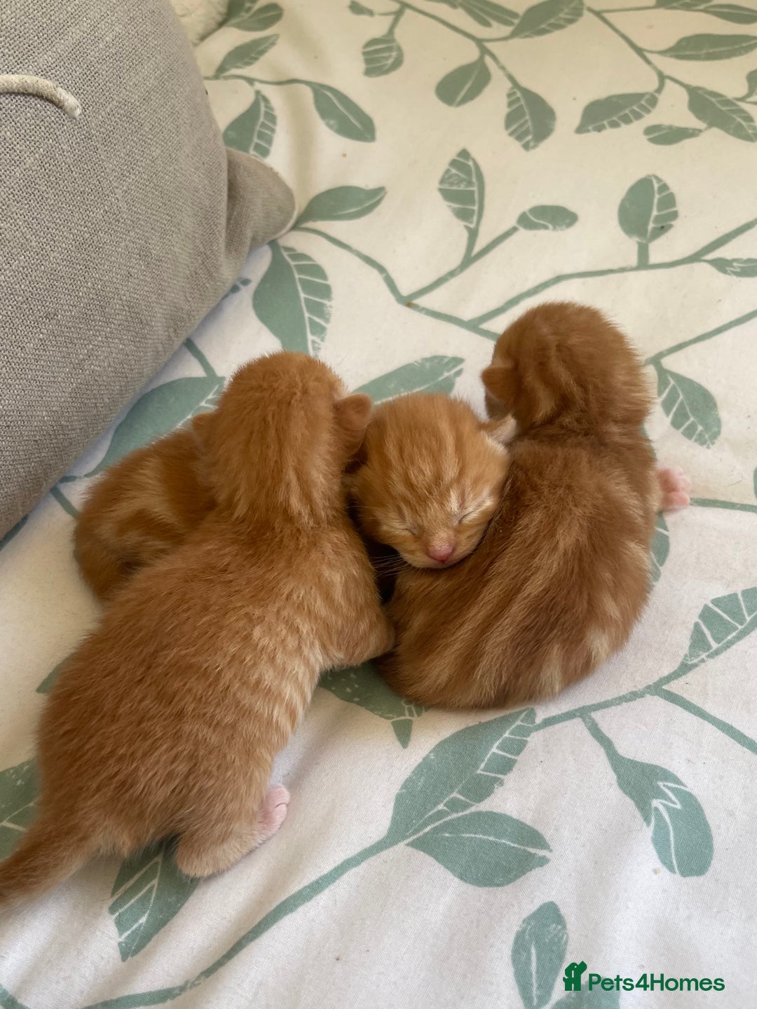 American Shorthair cats for sale: 4 male kittens for sale! - Image 2