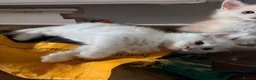 Maine Coon cats for sale: ✨🐾 MEET YOUR FUTURE MAINE COON COMPANION 🐾✨ - Advert 16