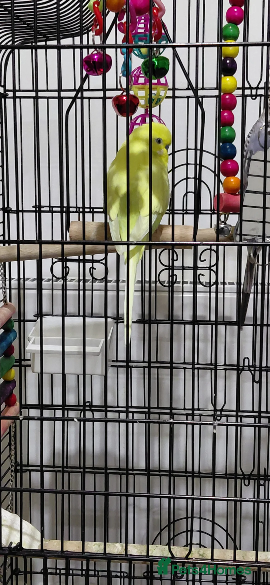 Budgerigars birds for sale: Two Adult Male Budgies! - Advert 2