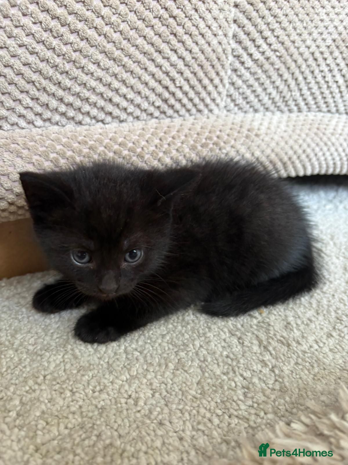 Mixed Breed cats British blue x Bengal kittens - Advert 17