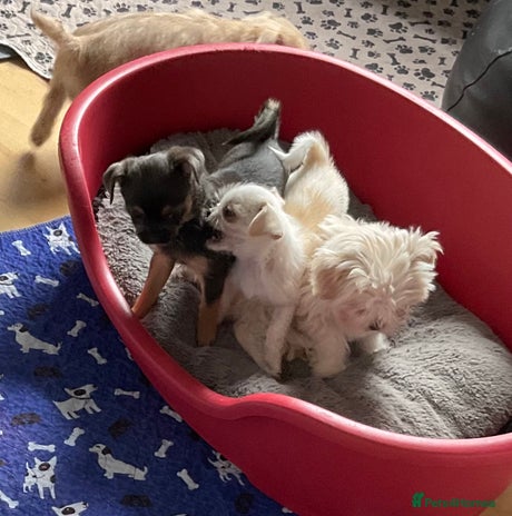 Mixed Breed dogs in London - Advert 10