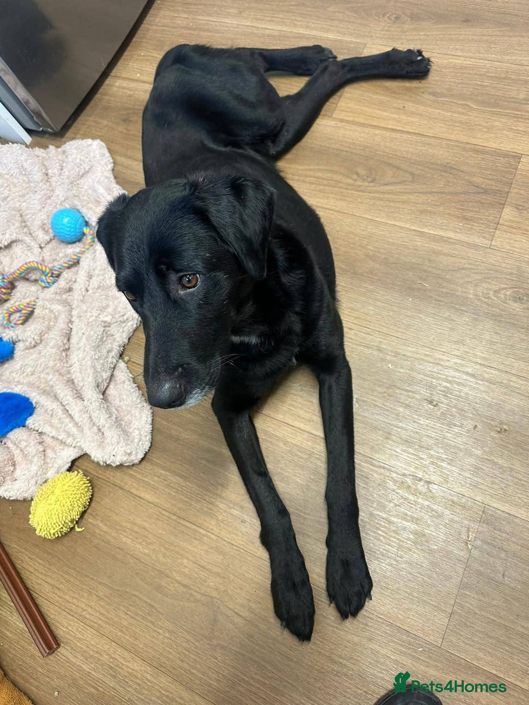 Mixed Breed dogs for adoption: Meet Cosmo, currently residing in Yorkshire  - Advert 8