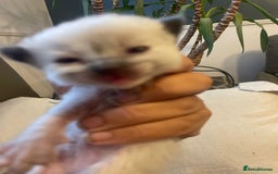 Ragdoll cats for sale: Stunning Ragdoll kittens blue lnyx ready soon  - Image 11
