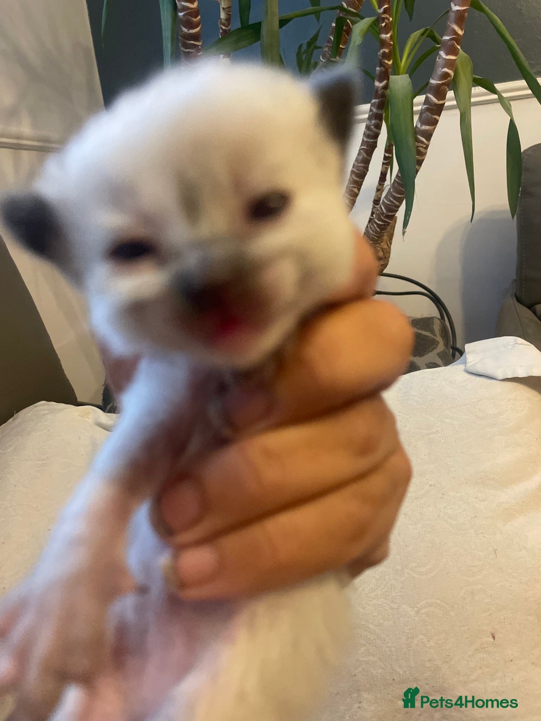 Ragdoll cats for sale: Stunning Ragdoll kittens blue lnyx ready soon  - Image 11