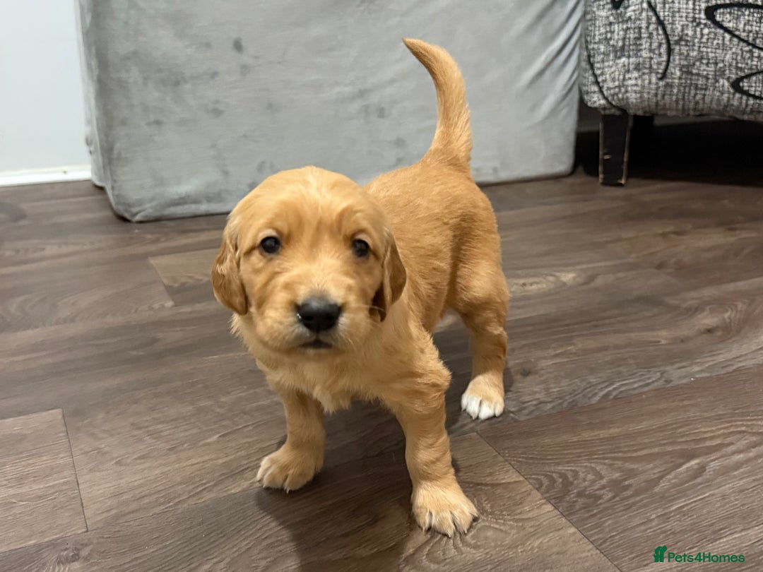 Golden Retriever dogs for sale: Dark Red Golden Retriever Pups  - Image 20