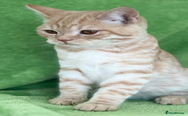 Scottish Fold cats - Advert 1