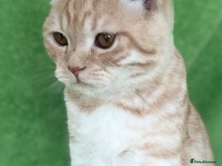 Scottish Fold cats - Advert 2