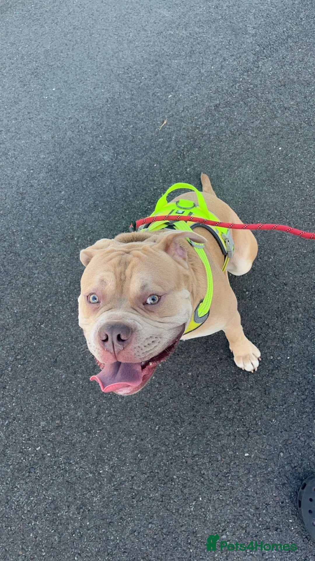 Mixed Breed dogs for sale: Buddy ❤️ - Image 3