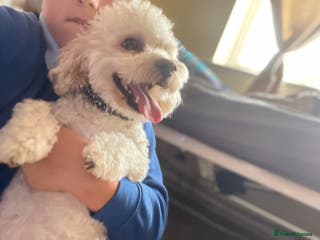 Poodle dogs Lovely small poodle male, 3 years old - Advert 3