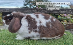 Mini Lop rabbits for sale: Various Adult  Mini Lop Female  - Image 3