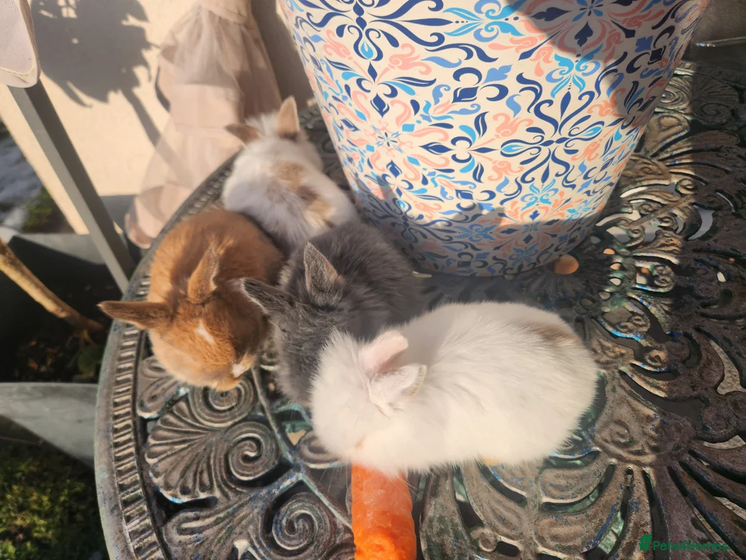 Lionhead rabbits for sale: CUTE BLUE EYES BABY Lionheads double mane. B - Advert 12