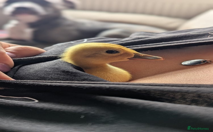 Ducks poultry - Advert 10