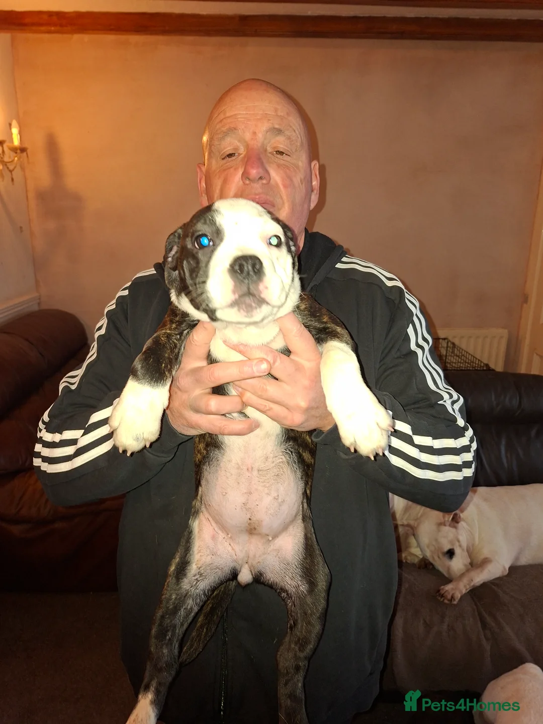 Mixed Breed dogs for sale: Big beautiful Bull Staffs  - Advert 3