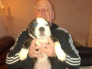 Mixed Breed dogs Big beautiful Bull Staffs - Advert 6