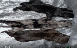 Pug dogs for sale: Merle pugs  - Advert 15