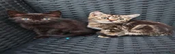 British Shorthair cats for sale: BSH MAKE ME OFFER - Advert 1