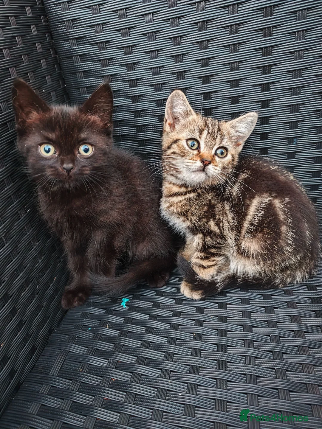 British Shorthair cats for sale: BSH MAKE ME OFFER - Advert 1