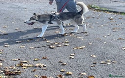 Siberian Husky dogs for sale: Beautiful boy needing forever home - Image 13