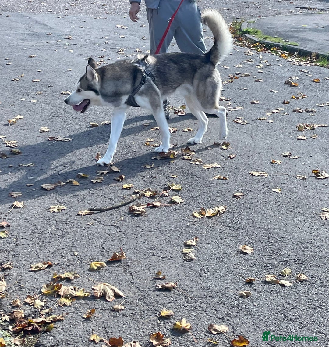 Siberian Husky dogs for sale: Beautiful boy needing forever home - Image 13