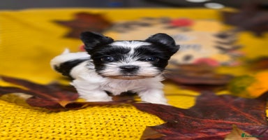 Yorkshire Terrier dogs - Advert 9