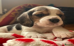 Beagle dogs for sale: KC Registered Beagles - Image 3