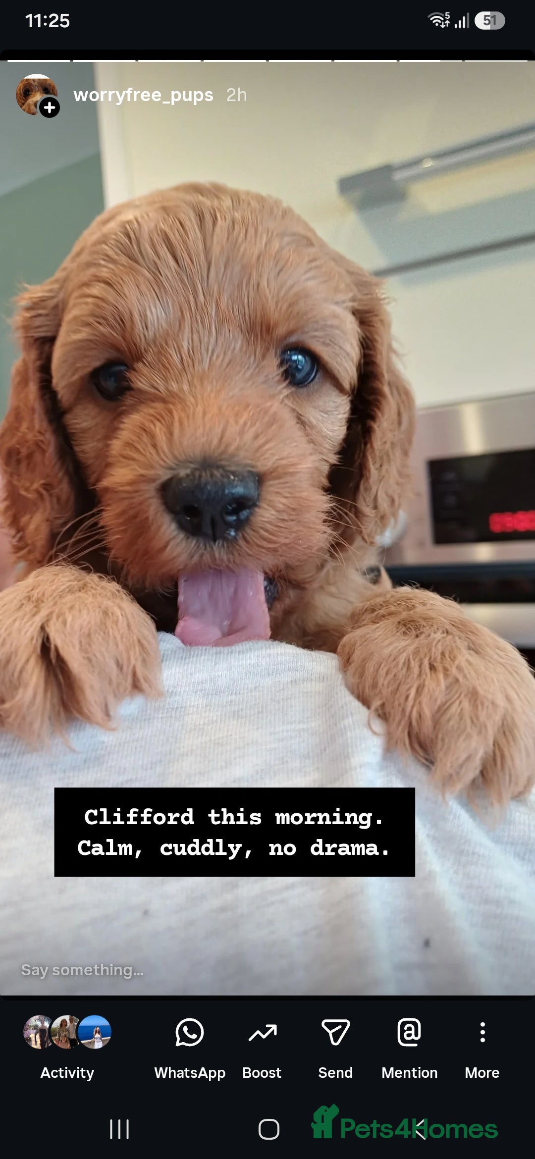 Cavapoo dogs HEALTH-TESTED CAVAPOOS. - Advert 2