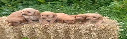 Labradoodle dogs for sale: Beautiful F1 Mini Labradoodle Puppies  - Advert 12