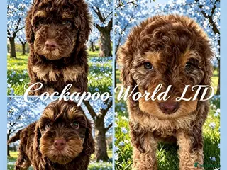 Cockapoo dogs DNA CLEAR, Beautiful Cockapoo Pups,Ready 5th June - Advert 18