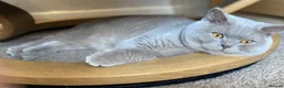 British Shorthair cats for sale: British short haired male adult for sale  - Advert 9