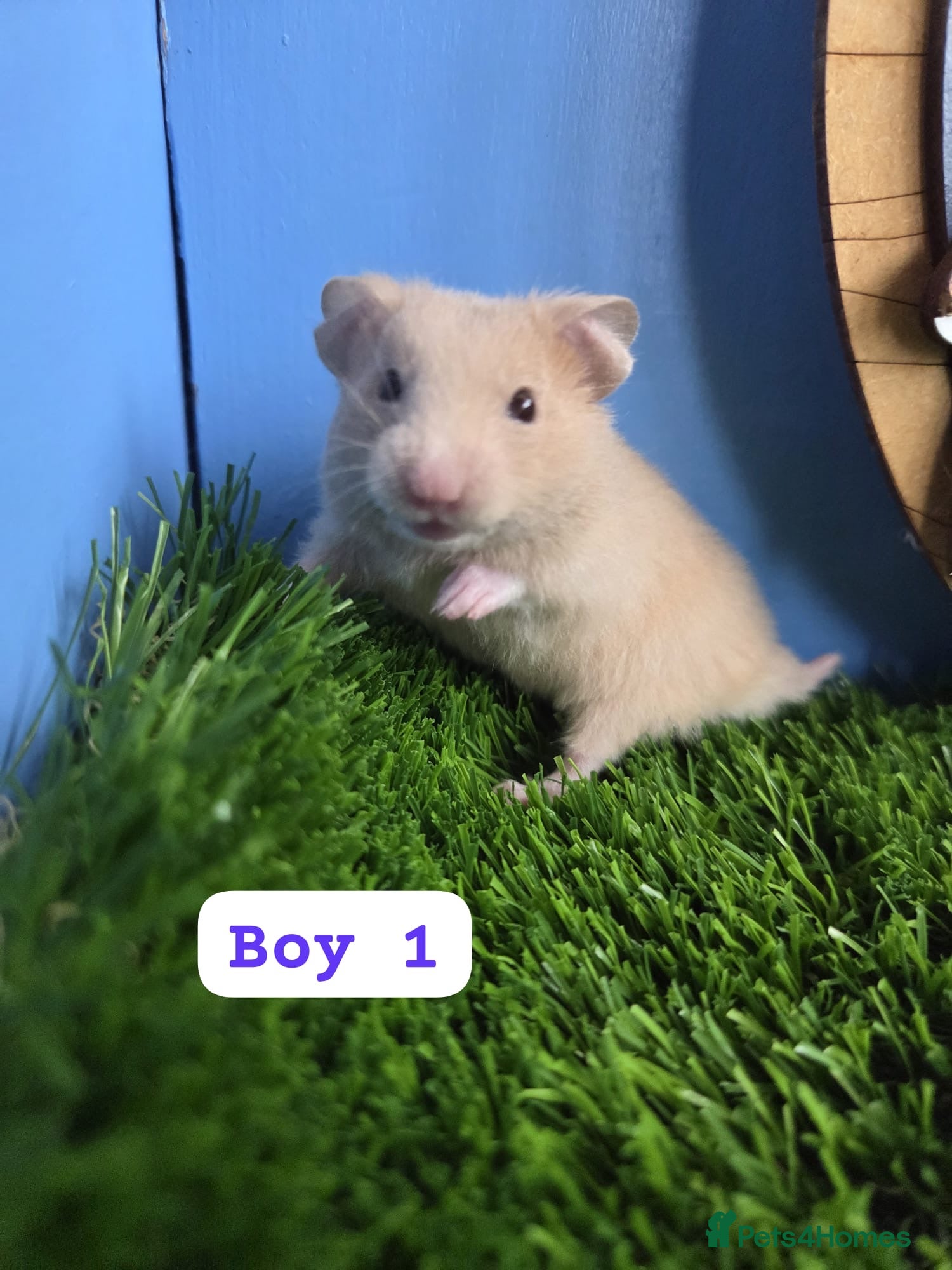Hamster rodents Syrian Hamster Baby Boys Girl Male Female Pedigree - Advert 1