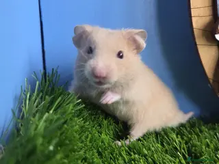 Hamster rodents Syrian Hamster Baby Boys Girl Male Female Pedigree - Advert 3