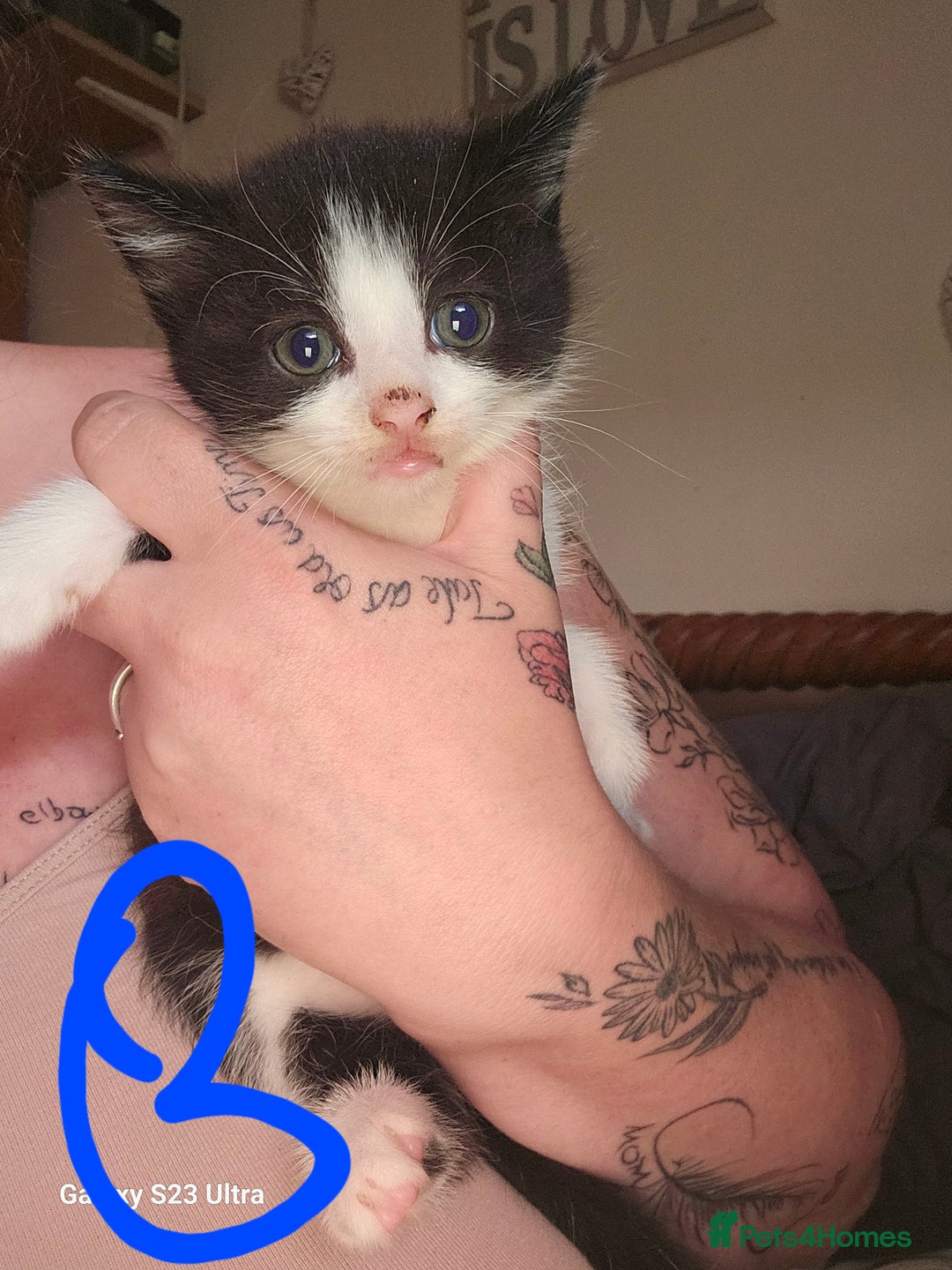 Mixed Breed cats for sale: 4 Beautiful Kittens **2 Black & White Boys Left** - Image 4