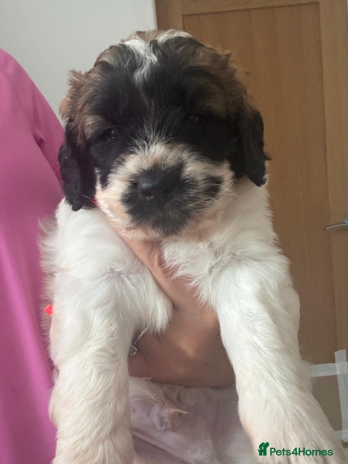 Saint Berdoodle dogs "very rare" Miniature St Berdoodles  - Advert 2
